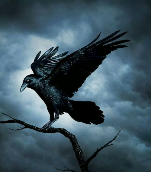 crow images in hd free download