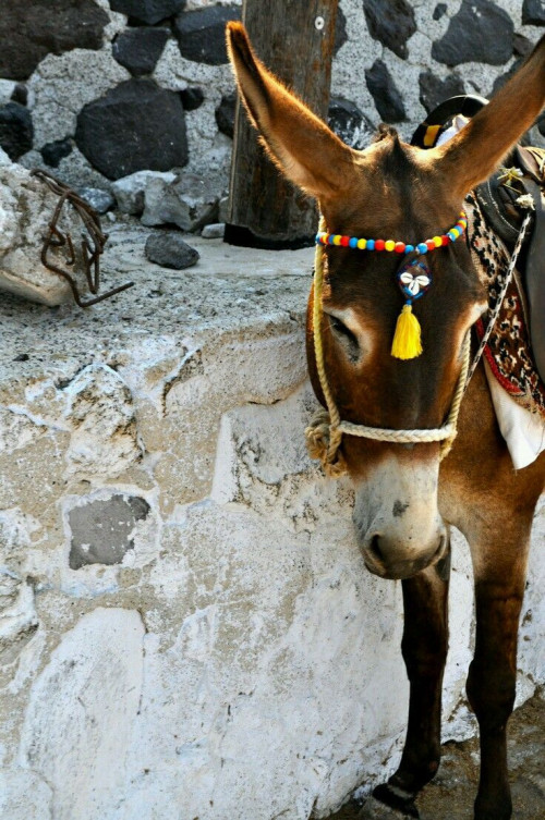 donkey images in hd free download