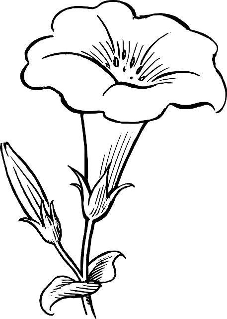 flower-outline-imagesd5762ef72bf6e84d.png