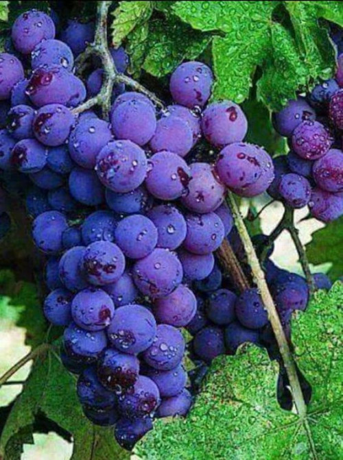 grapes-imagesefaaf5d36a9ecca3.jpg