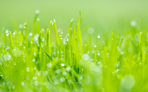 grass images in hd free download