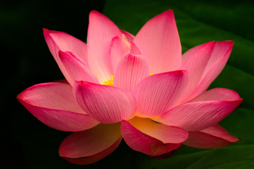 lotus flower images in hd free download