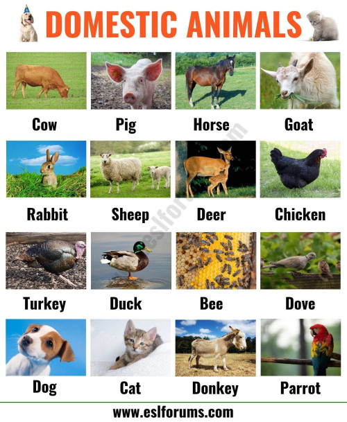 domestic animals images - Plex Collection Posters