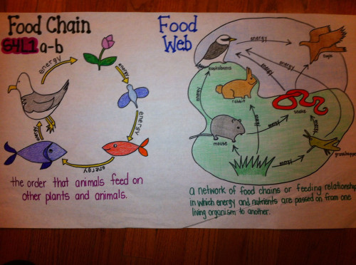 food chain images in hd free download
