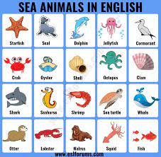 sea-animals-imagesa43f2b752d863481.jpg
