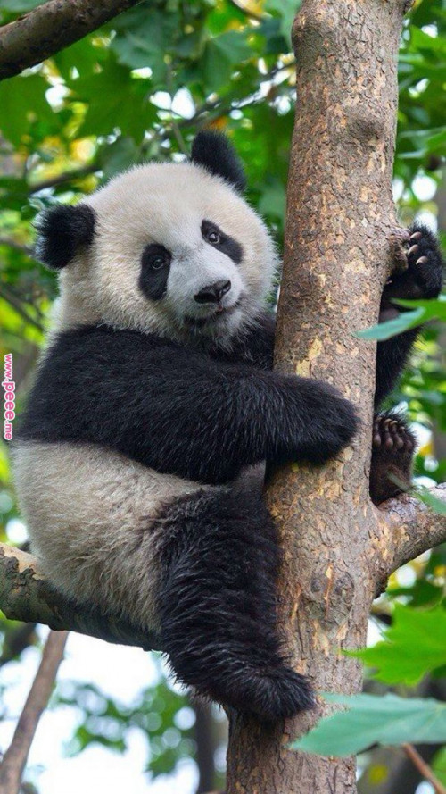 cute panda images in hd free download