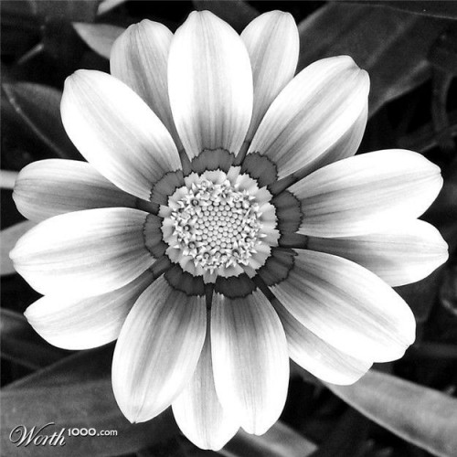 flower-images-black-and-whitec1761996ecd6d11d.jpg