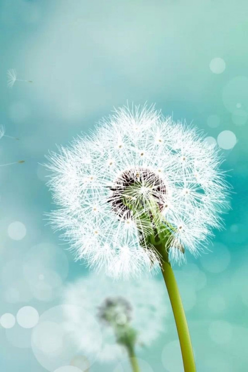 dandelion images in hd free download