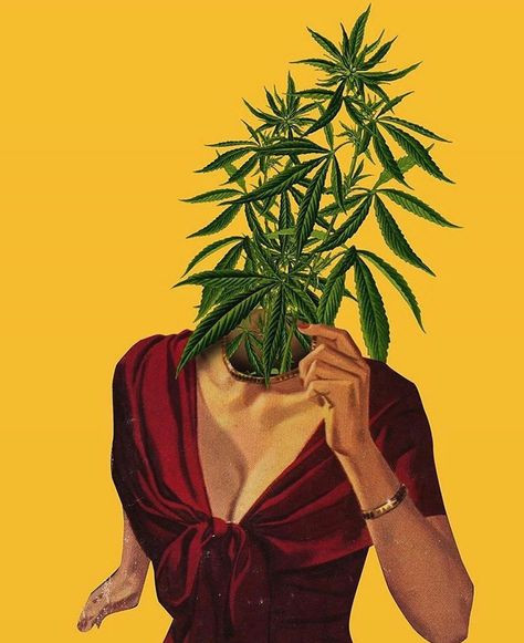 marijuana-plant-images78e15c05f9096ad0.jpg