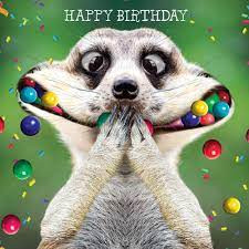 happy birthday animals - Plex Collection Posters