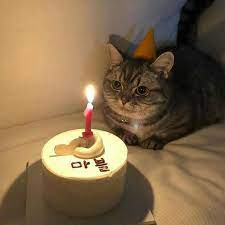 birthday-cat-gifb2494e3115b8e91d.jpg