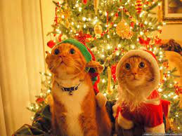 christmas-cat4fe4913d695ae4a7.jpg