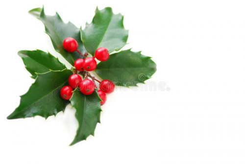christmas holly in hd free download