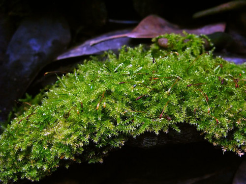 christmas moss in hd free download