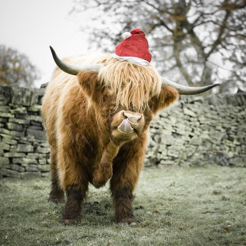christmas cow in hd free download